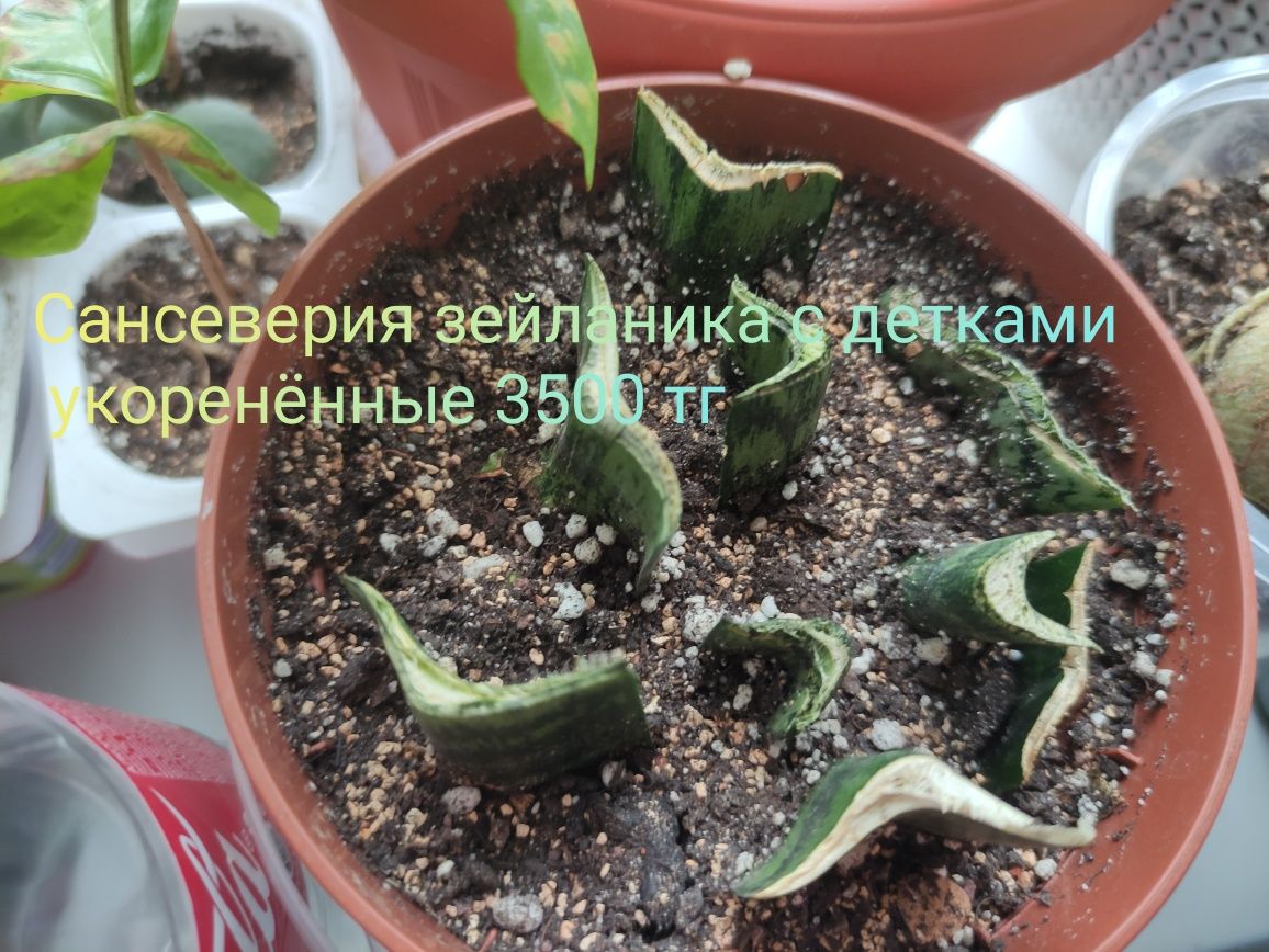 Комнатные растения