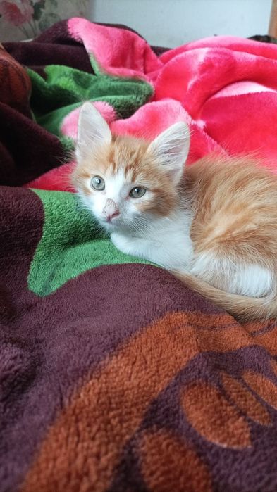 Подарявам котенце