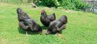 Oua incubat  australorp