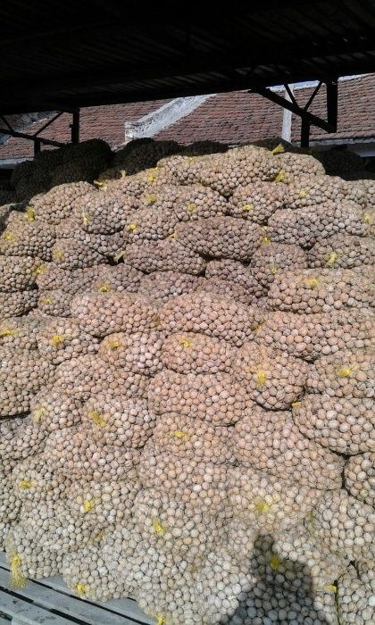 Градински орех и орехова ядка прясна реколта 2024