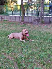 Мъжки Pitbull Terrier