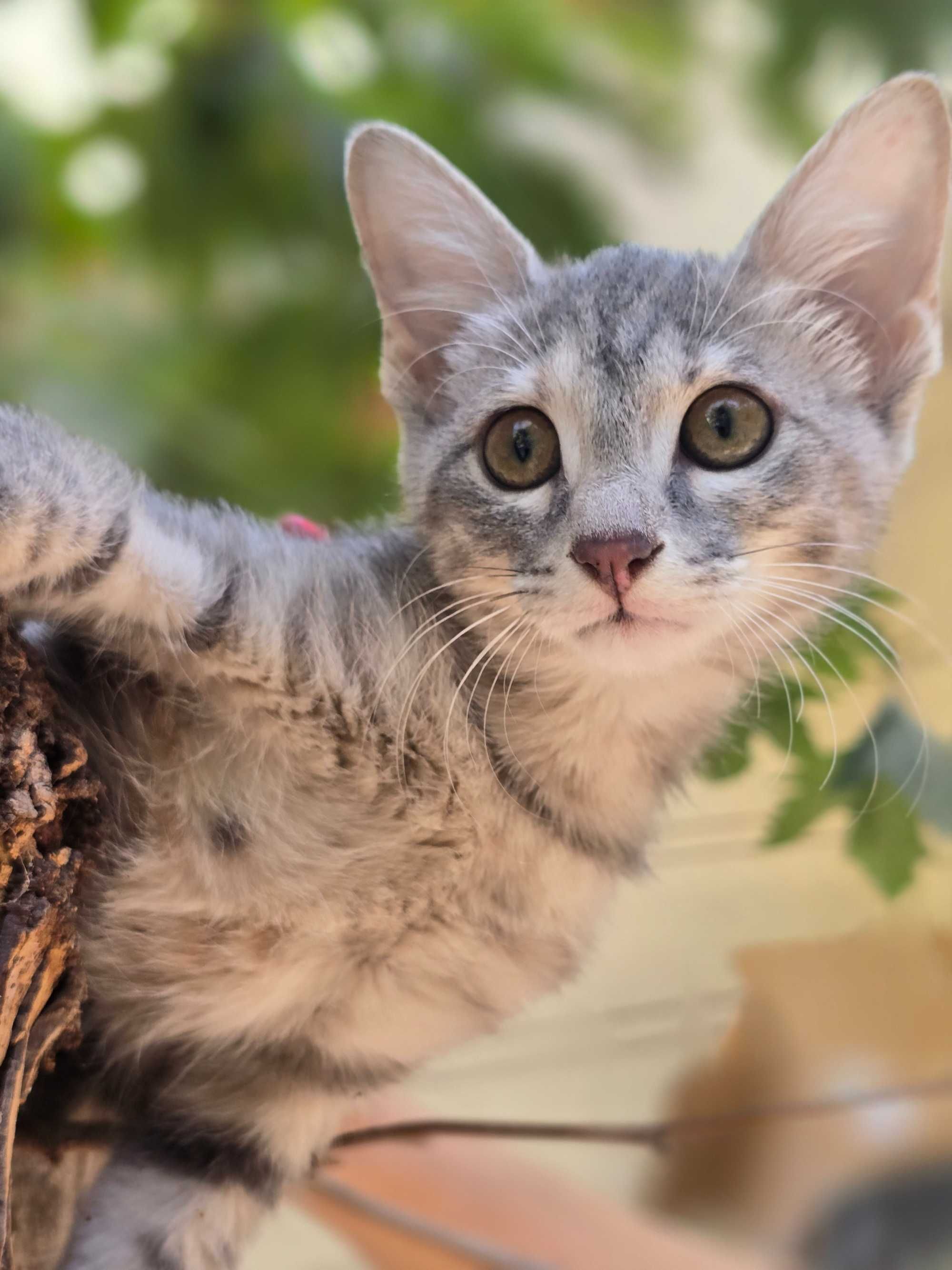 Котёнок, девочка, 3 месяца
