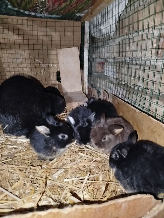 Quyonlar karlik baran