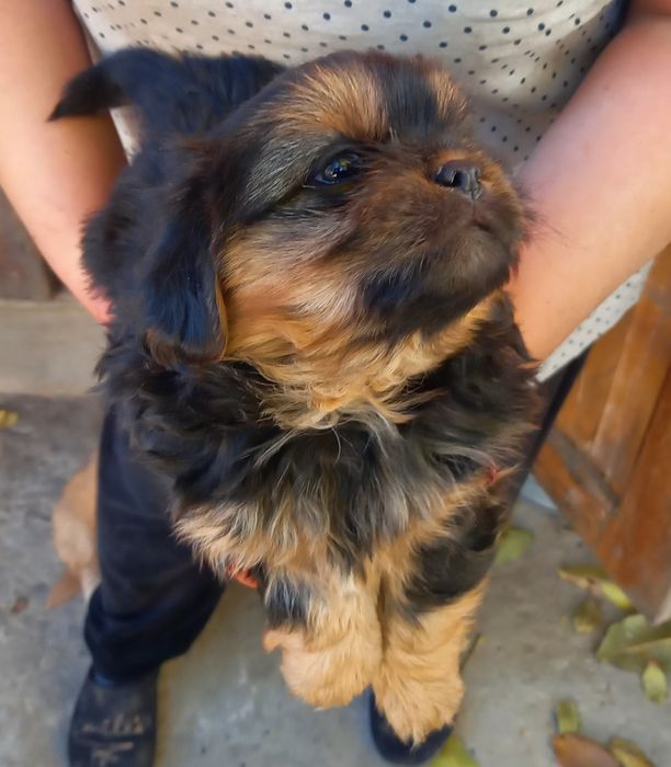 Продаю щенят в хорошие руки