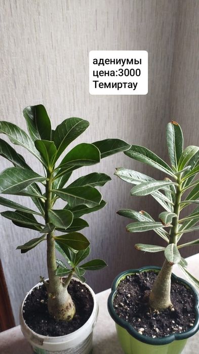 Комнатные.  цветы
