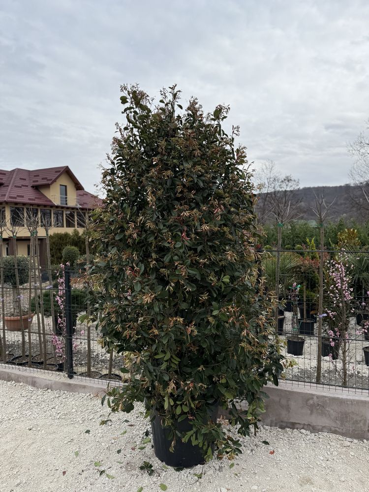 Plante ornamentale-palmier/maslin/euonymus/pin tija/photinia/cedru
