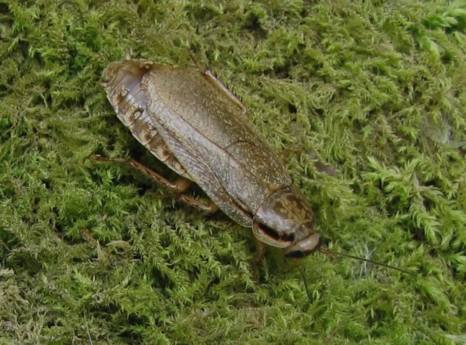 Кормовые тараканы