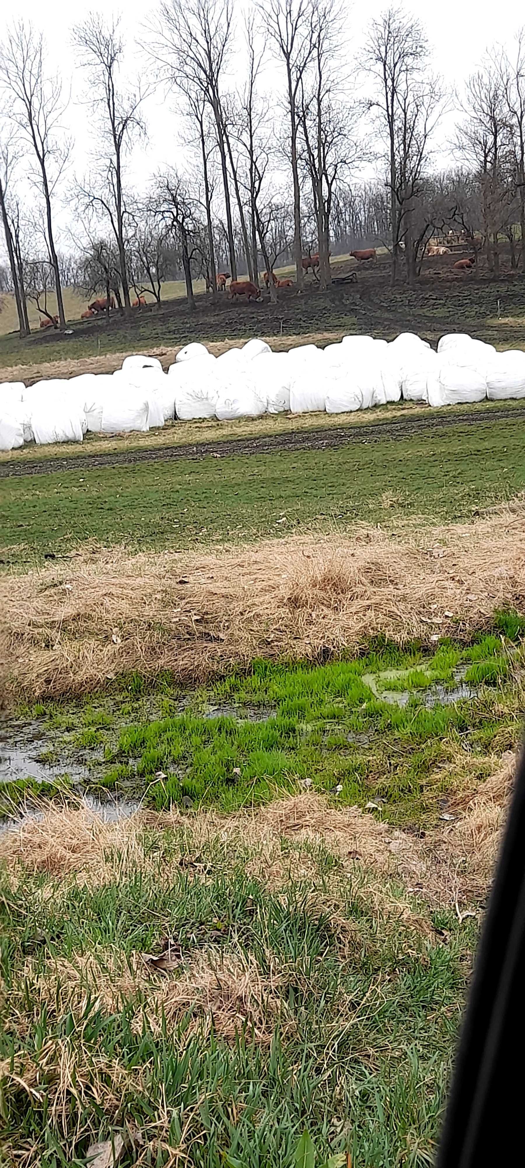 Baloti lucerna si sparceta verde .infoliat