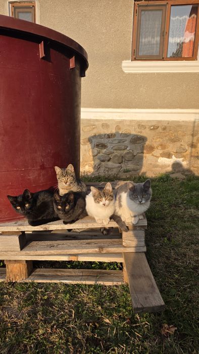 Adoptie pisici gratuit !