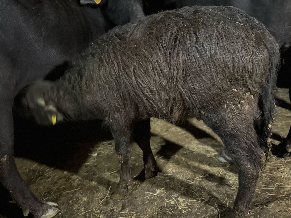 Vând viței de bivoliță