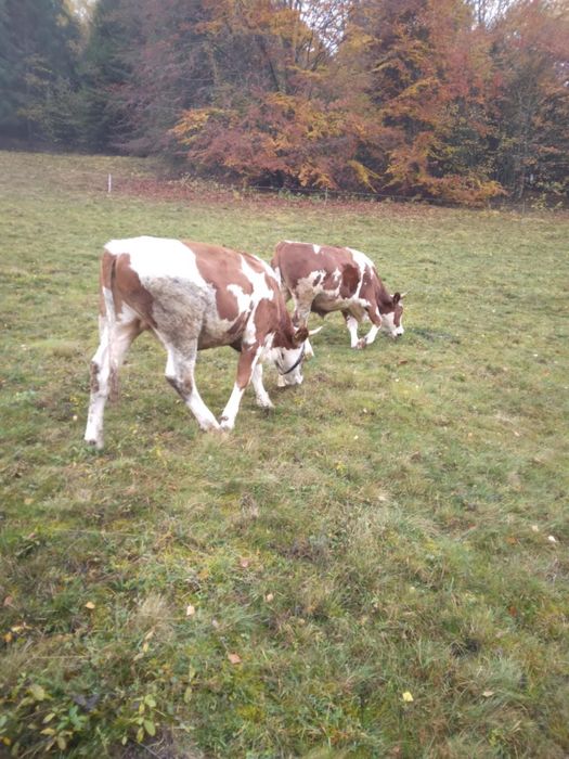 Vand junci de un an si opt luni