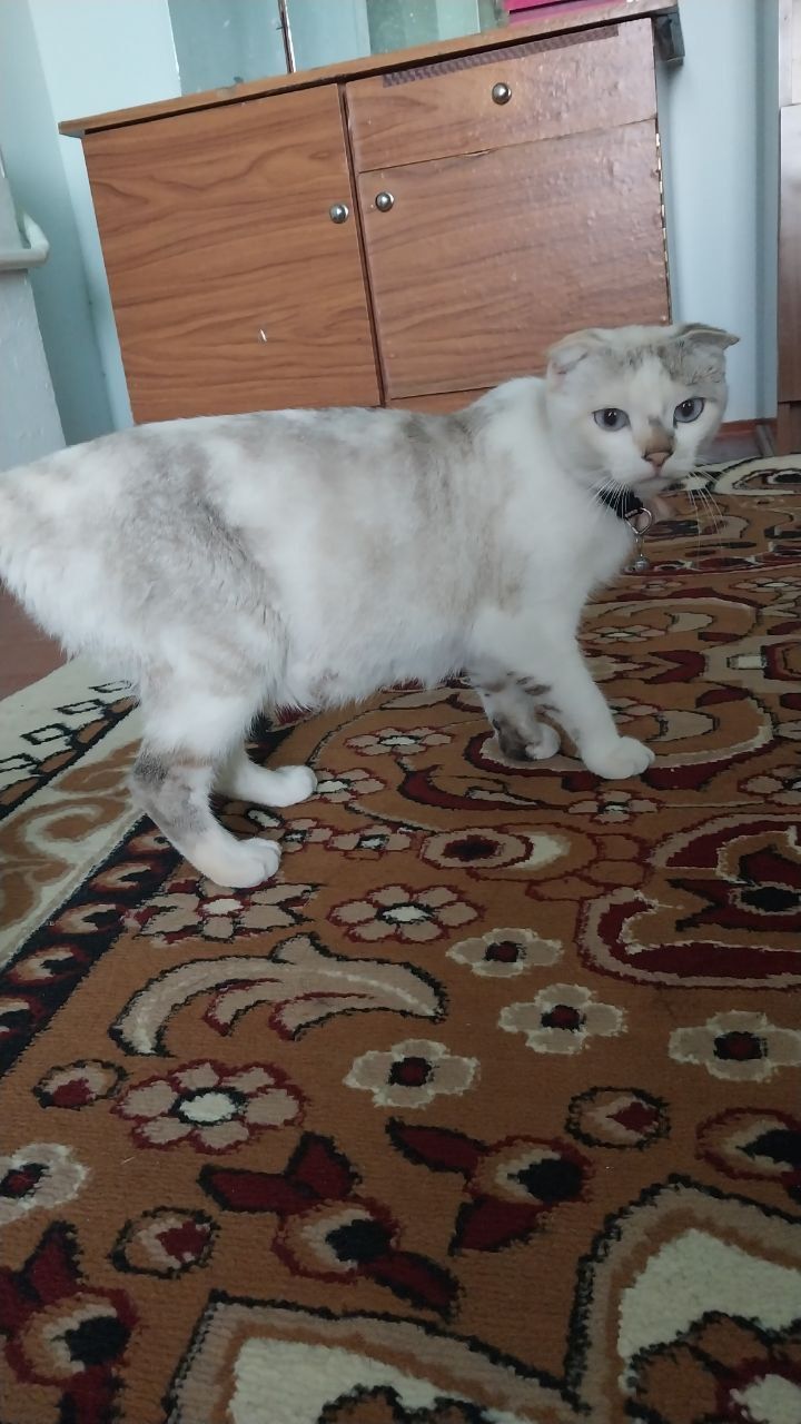Продаётся кошка и котята