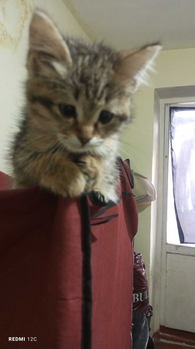 2yoki3 oylik,yaxshi qaralgan aqlli mushukcha