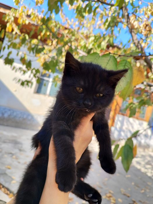 Tekin mushuk tahminan 2 oy atrofida