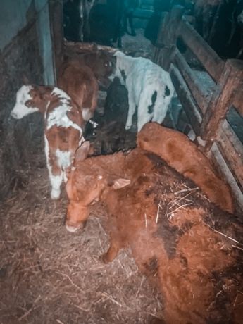 Продаю телят от молочных коров