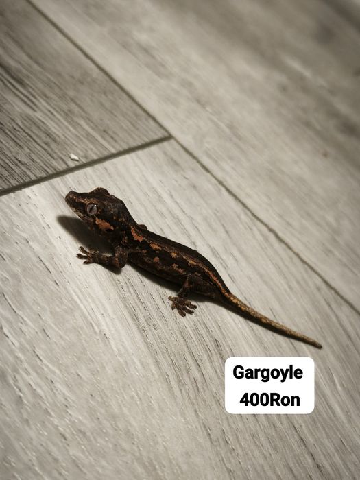 Soparla Gecko Gargoyle