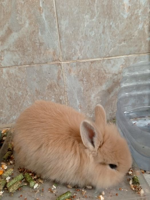 Продаю кроликов,