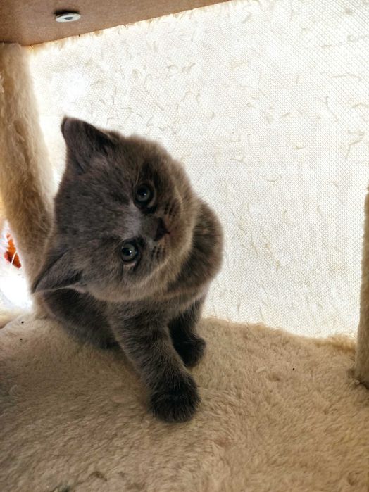 Британски котенца