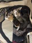 Trei pisicute spre adoptie