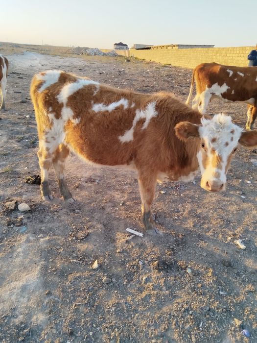 Сутти сиырлар буазы 2-3 литрдан күніне береды