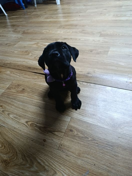 Vând câine cane corso rasă  italian