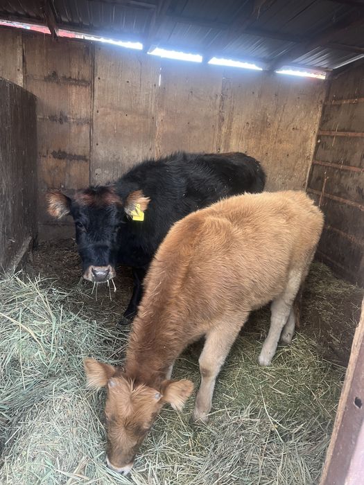 Ургашы тана кунажын