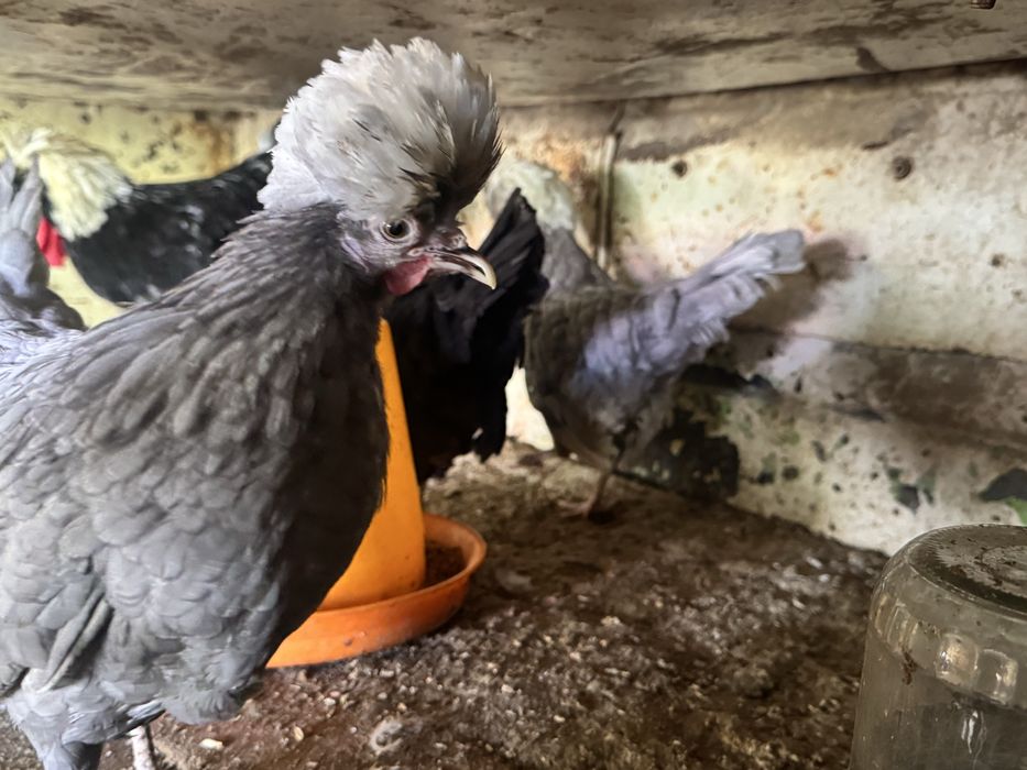 галланка товуклар сотилади голандский