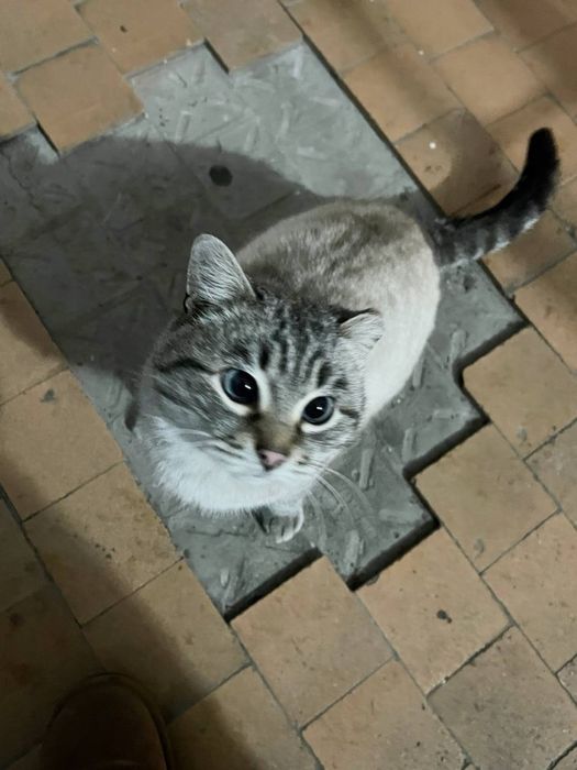 Добрый и ласковый серый котик