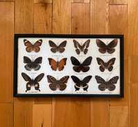 Коллекция экзотических бабочек в рамке