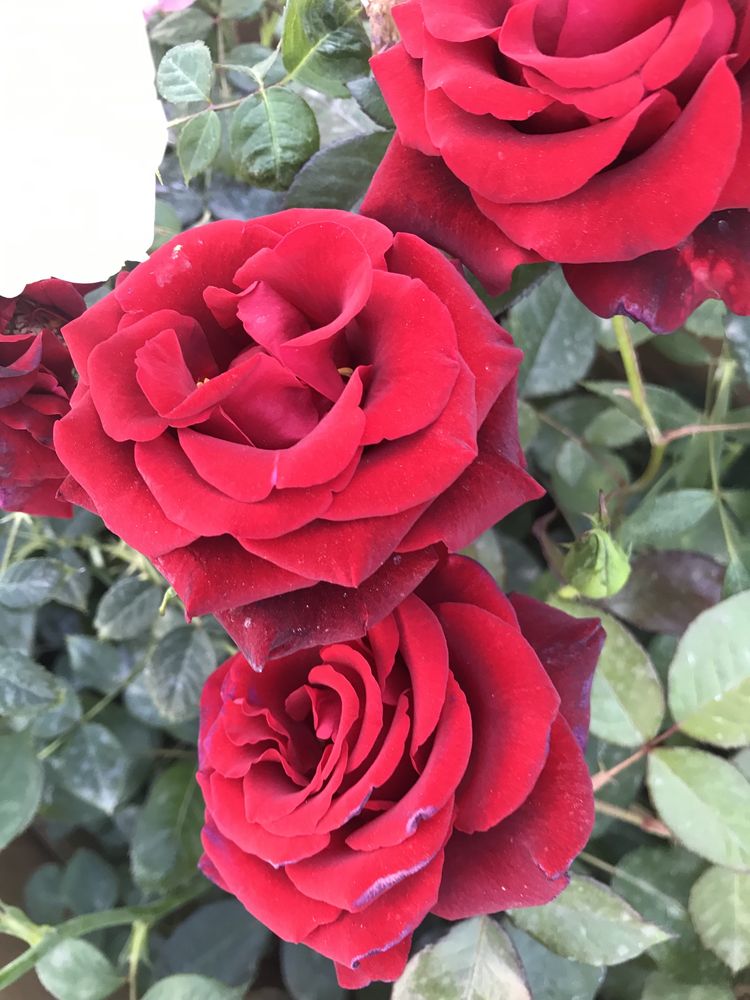 Шикарные голландские розы