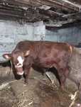 Se vinde vițel Red angus