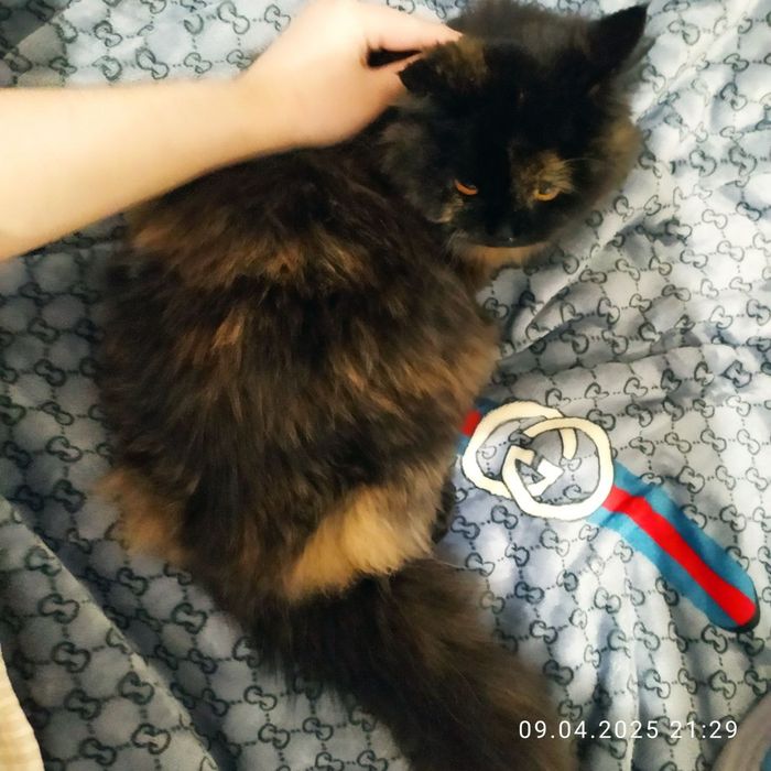 Мушук сотилади Киз бола