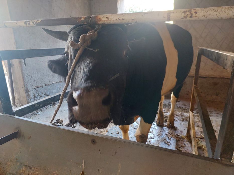 Buqa sotiladi tez va arzon