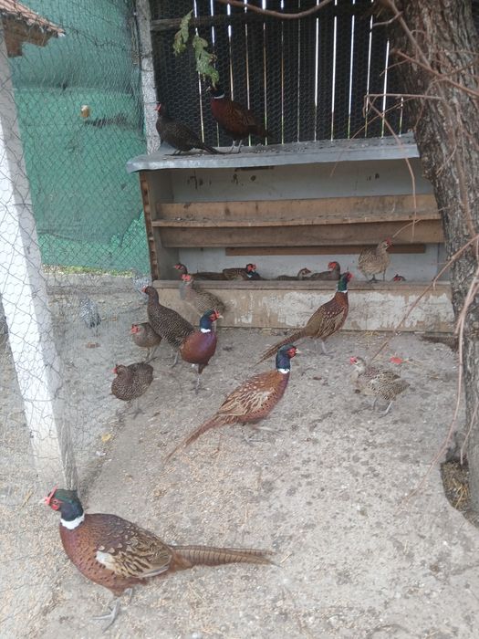 Fazani comuni si tenebros de vanzare