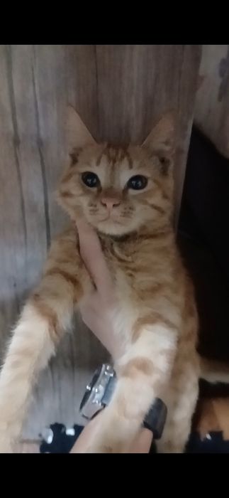 Чудесная кошечка ищет самых лучших хозяев.