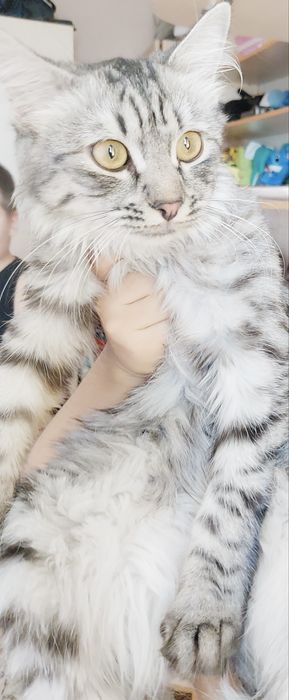 Кошка девочка домашная отдам хорошые руки 1 годик