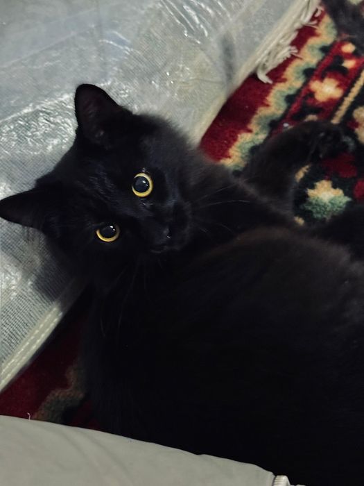 Забирайте бесплатно, породистый