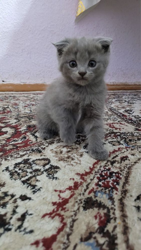 skotish stray+ Britanskiy