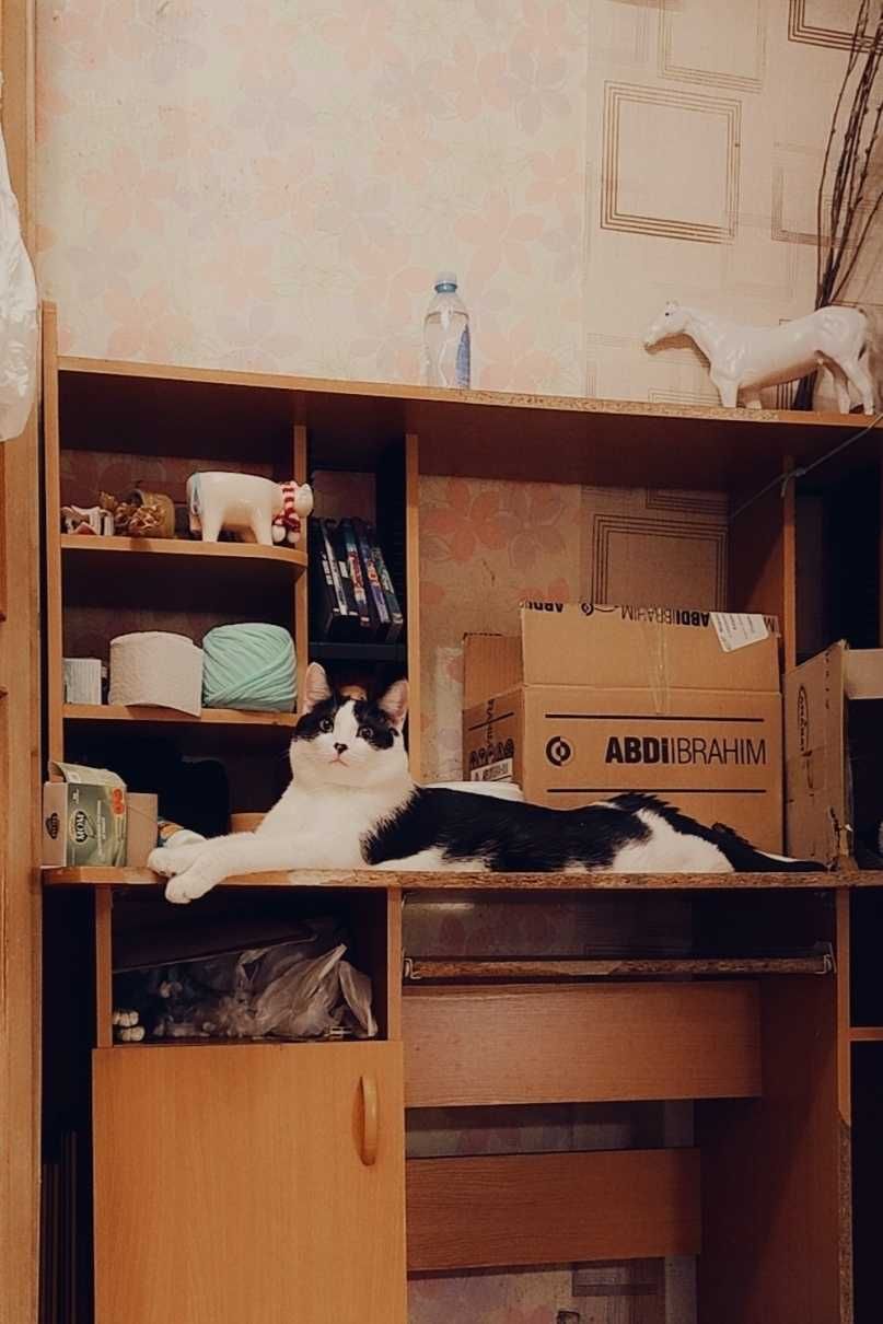 Пропал домашний кот