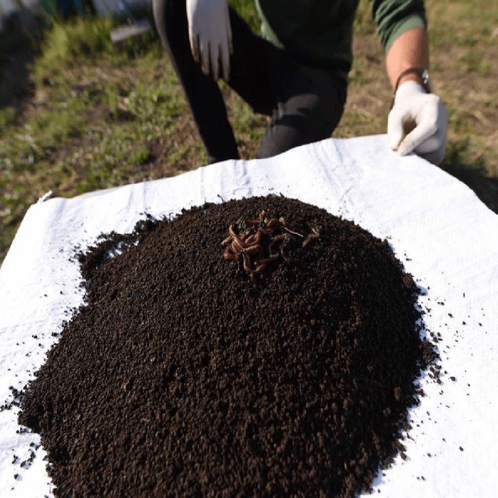 Vermicompost / biohumus granulat - îngrășământ 100% natural, 10 kg