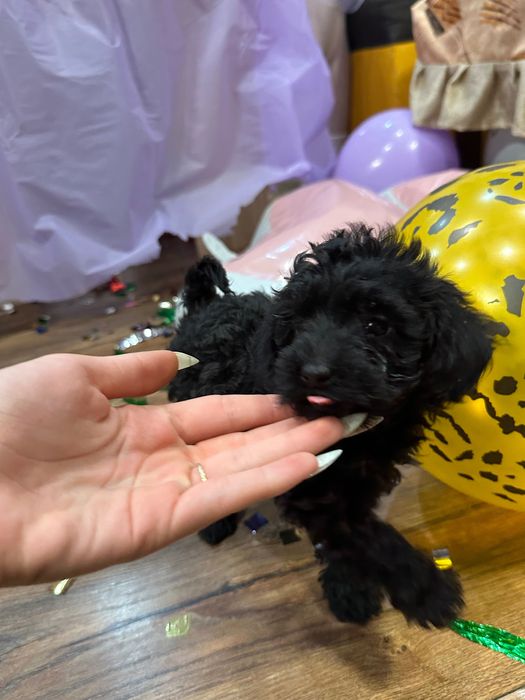 Пудел той пудели