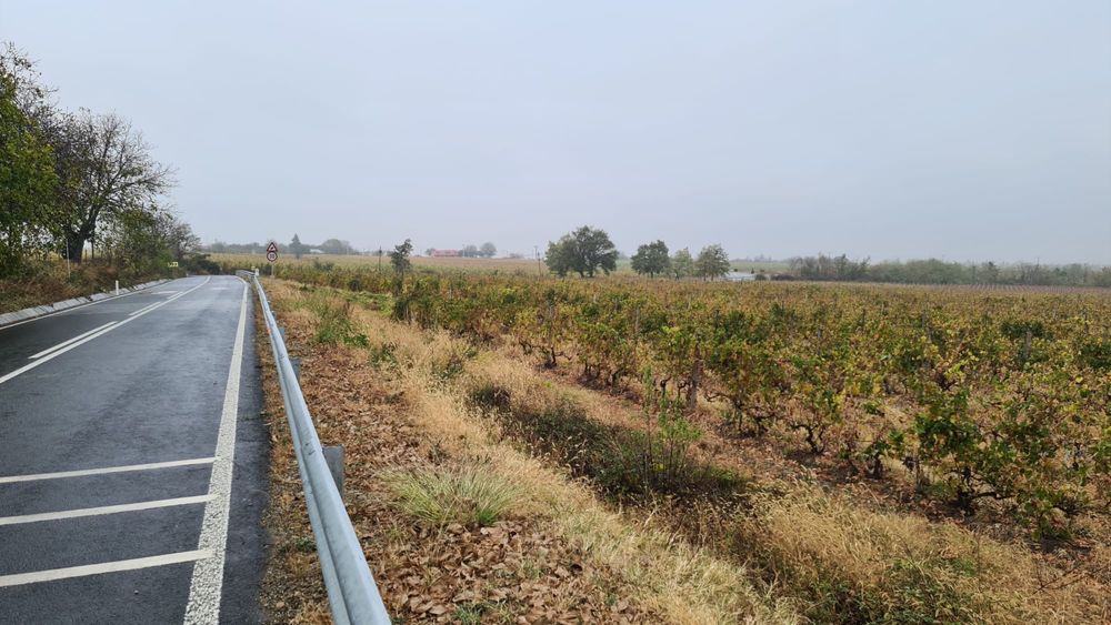 Vand vie in zona Carliglele/ Dalhauti