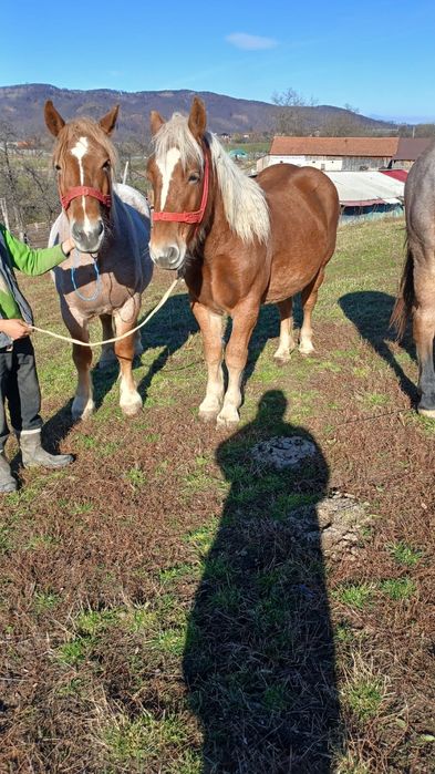 Vând mânz de 1 an și 6 luni
