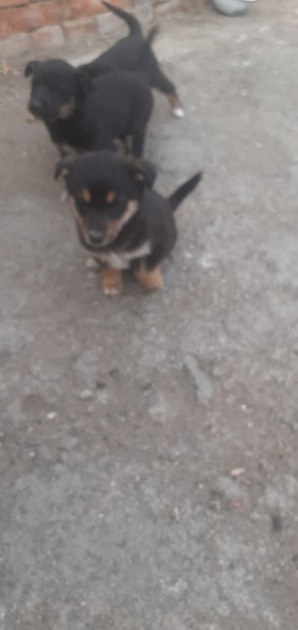 Продам щенков собаки