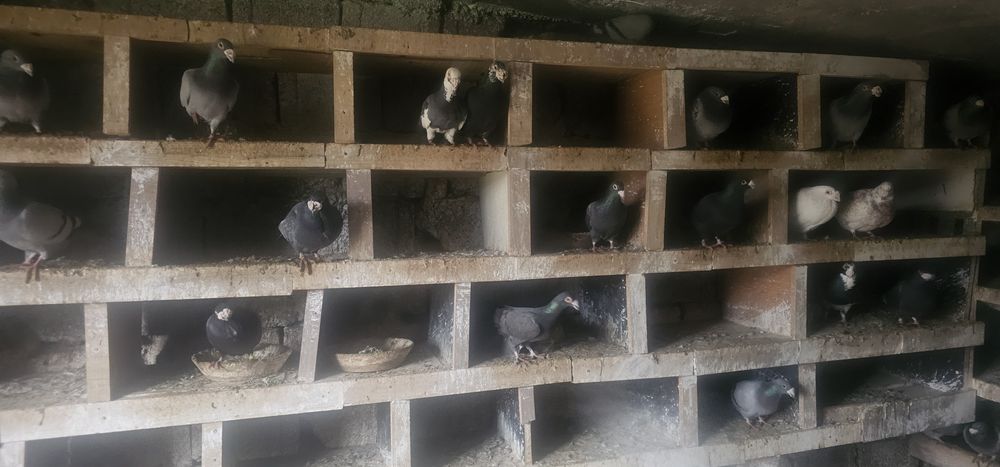 Porumbeii duduros-stil vechi- voiajor italian