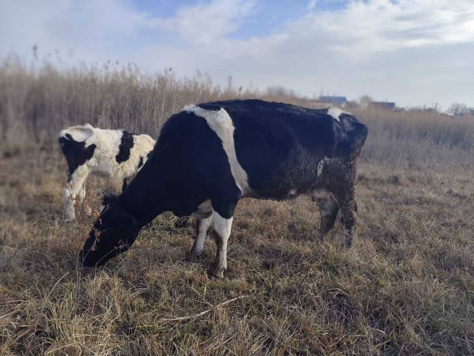 3 бас Сиыр қысыр сатылады