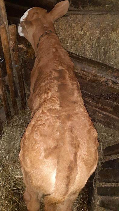 Vițel baltata germană