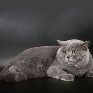 Вязкага гигант британский кот