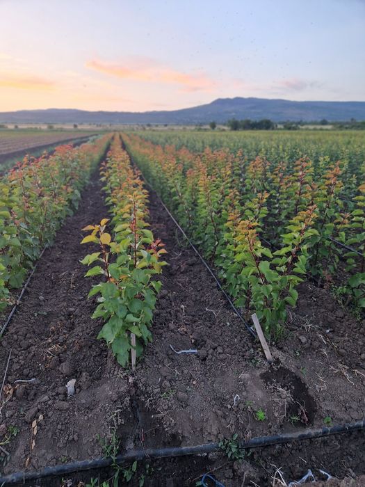 Pomi fructiferi de la producător