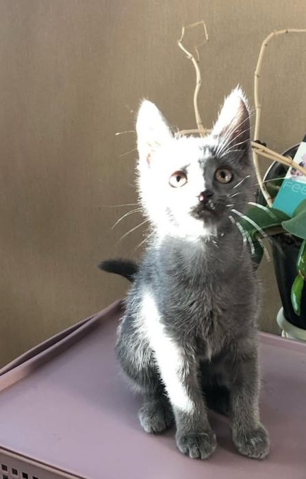 Кошечка приучена к лотку